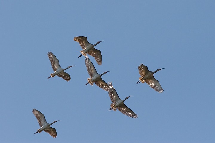 Schneesichler Eudocimus albus White Ibis